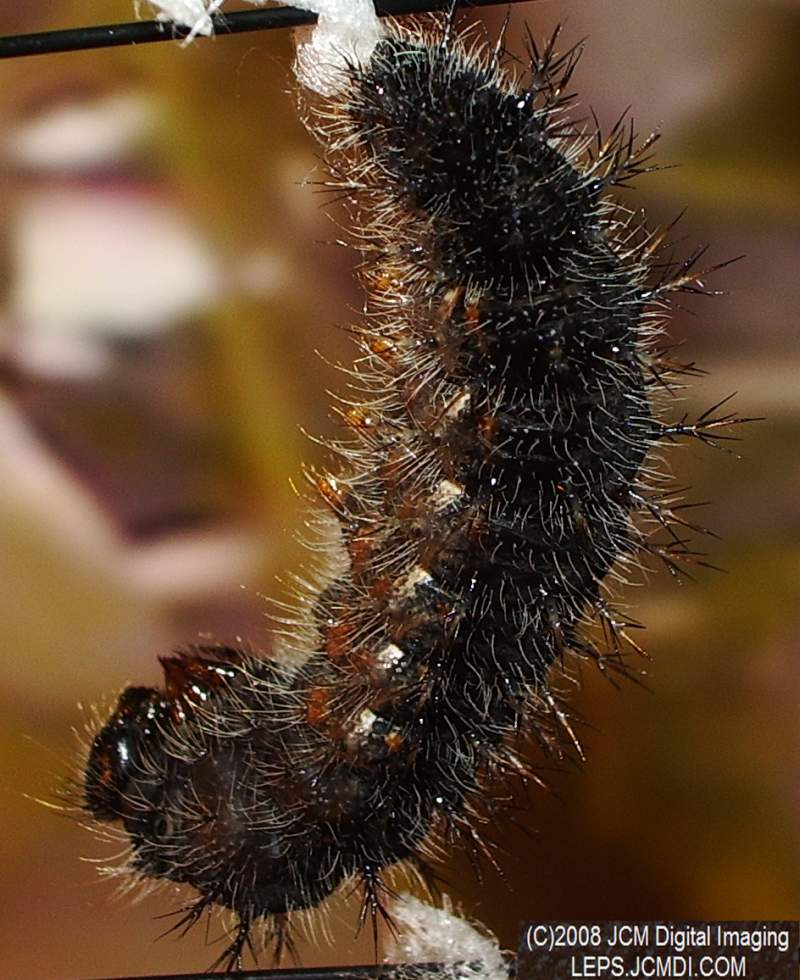Chalcedon Checkerspot (Euphydryas chalcedona) larvae (pre-pupa) preparing to pupate